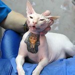 L’ultima follia: tatuaggi sugli animali.
