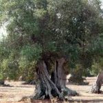“IL DISSECCAMENTO DEGLI ULIVI IN PUGLIA” AL GEOGRAPHY IN A CLIP: DAI IL TUO VOTO!