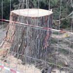 APPELLO PER SALVARE ALMENO I DUE PINI SUPERSTITI IN VIA ADIGE
