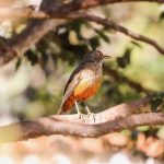 ECOLOGIA INTEGRALE PERMANENTE: PAPA LEONE XIV SEGUE LE ORME DI PAPA FRANCESCO E RILANCIA “Laudato si'”, ENCICLICA FONDAMENTALE PER LA SALVEZZA DEL GENERE UMANO (MATERIALE, SU QUESTA TERRA)