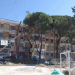 ECCO I DUE PINI SALVATI: SOPRAVVISSUTI!