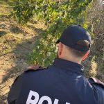 SCOPERTO CAMPO DI MARIJUANA NELLE CAMPAGNE DI MESAGNE
