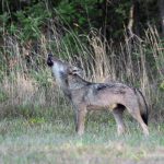 I LUPI NON SONO PERICOLOSI. SONO PERICOLOSI I CACCIATORI