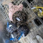 IN UNA…AUTOCARROZZERIA DI GALLIPOLI TROVATI VENTICINQUE CHILI DI COZZE