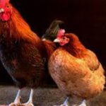 IERI SERA CONSOLAZIONE POST PARTITA DI UNA TIFOSA GRANATA