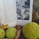 PER PAOLA MATTIOLI IL NUOVO ANNO INIZIA CON IL RICORDO DELLA MADRE, NEL LIBRO “Viera, un’italiana del ’23”