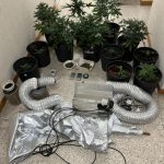 BRINDISI, PIANTAGIONE DI MARIJUANA  SCOPERTA IN UN’ABITAZIONE: PADRE E FIGLIO FERMATI DALLA POLIZIA