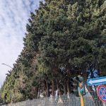 CIPRESSI A NARDO’ A RISCHIO, IL COMUNE VUOLE ABBATTERLI IN VIA XX SETTEMBRE