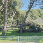 CONI: ALBERI PERICOLANTI SONO UNA MINACCIA PER I CITTADINI – Interrogazione dei Consiglieri Greco, Pagliaro e Lupo