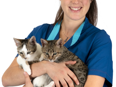 NOVITA’ EDITORIALI / IL MEDICO VETERINARIO VALENTINA MAURIELLO HA SCRITTO UNA “Guida per una relazione sana e consapevole” FRA ASINI, CAVALLI E UMANI