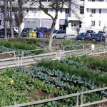 LE AREE VERDI GESTITE DAI CITTADINI, I COSI’ DETTI ‘ORTI SOCIALI’, OFFRONO UNA SERIE DI IMPORTANTI BENEFICI