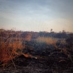 SUBITO UN NUOVO INCENDIO SULLE COSTE SALENTINE, QUESTA VOLTA COLPITA LA ZONA DI PUNTA PROSCIUTTO. LE DICHIARAZIONI DEL SINDACO DI PORTO CESAREO  FRANCESCO SCHITO