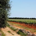 ANZIANO PERDE LA VITA IN UN INCENDIO NELLE CAMPAGNE DI SOLETO
