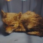 VOLONTARI SALVANO UNA TARTARUGA MARINA E UN CUCCIOLO DI VOLPE