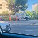 CRONACA DI UNA MORTE ANNUNCIATA. ABBATTUTI GLI ULTIMI PINI SUI VIALI
