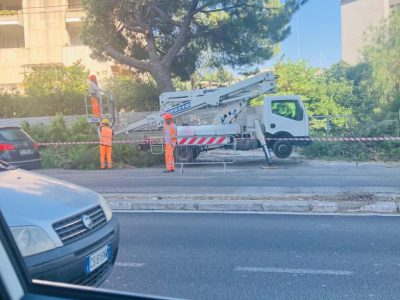 CRONACA DI UNA MORTE ANNUNCIATA. ABBATTUTI GLI ULTIMI PINI SUI VIALI