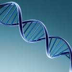Secondo un recente studio francese gli organismi geneticamente modificati sono tossici