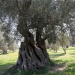 Il parco eolico previsto nell’area di Foresta Belvedere C’E’CHI DICE NO