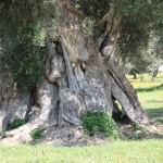 6° CENSIMENTO DELL’AGRICOLTURA