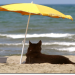 SAN CATALDO: UNA SPIAGGIA DA CANI