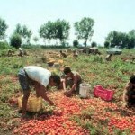 CONTROLLI PER IL LAVORO NERO NEI CAMPI