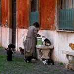 Il gattaro del condominio fermato dalla Corte d’Appello