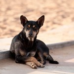 “ADOTTA UN CANE RANDAGIO E PAGHERAI MENO TARES”