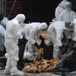 Ceppo di influenza aviaria infetta l’uomo per la prima volta