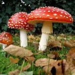 AL MUSEO DI STORIA NATURALE DI CALIMERA “MOSTRA MICOLOGICA E FESTIVAL CULINARIO DEL FUNGO”: