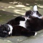 Uccide il gatto del vicino? Condannato per maltrattamento di animali. Pesante ammenda di 7 mila euro di multa per l’imputato reo di aver sparato con la carabina l’animale.