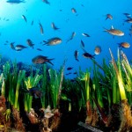 COME MAI LA POSIDONIA E’ SCOMPARSA DAL NOSTRO MARE?