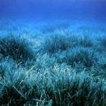 Il mistero della posidonia scomparsa