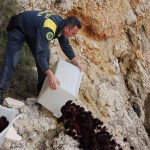 SANTA MARIA DI LEUCA:  SEQUESTRATI 700 RICCI DI MARE