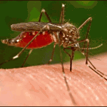 SIAMO TUTTI A RISCHIO MALARIA