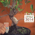 BONSAI PER PARLARE DI AIDS