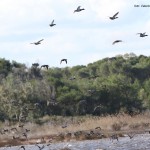 25 APRILE A CALIMERA:  UN GIORNO DI FESTA TRA ANIMALI E NATURA