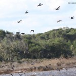 25 APRILE A CALIMERA:  UN GIORNO DI FESTA TRA ANIMALI E NATURA