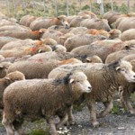 ARRESTATO PER ABIGEATO UN PASTORE. RAPINA AGGRAVATA E LESIONI.