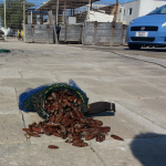SEQUESTRATI E DISTRUTTI 7 CHILI DI DATTERI DI MARE