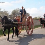 STRUDA’: FIERA MERCATO, CAVALLI IN CARROZZA.