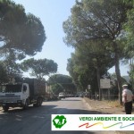 PINI ABBATTUTI A CAMPI SALENTINA: REAZIONI E COMMENTI