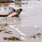 STANNO TUTTE BENE E TORNANO IN MARE