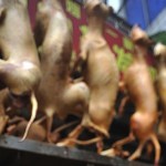 I COMPAGNI DEL VIETNAM MANGIANO 5 MILIONI DI CANI SUPERATI SOLO DAI COMPAGNI CINESI