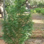 IN MANCANZA DI LAVORO COLTIVA CANNABIS: ARRESTATO