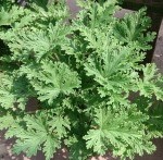 Salute. Vietato il repellente per zanzare contenente citronella.