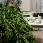 GUARDIA DI FINANZA – SORPRESO IN CAMPAGNA CON EROINA E MARIJUANA: ARRESTATO.