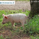 IL MERCATINO di leccecronaca.it