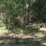 IL BOSCO OFFICINALE
