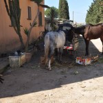 MALTRATTAMENTO DI ANIMALI, DENUNCIATO UN ANZIANO LECCESE. RASSEGNA FOTOGRAFICA
