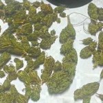 ARRESTATO A LECCE PRESUNTO SPACCIATORE DI MARIJUANA